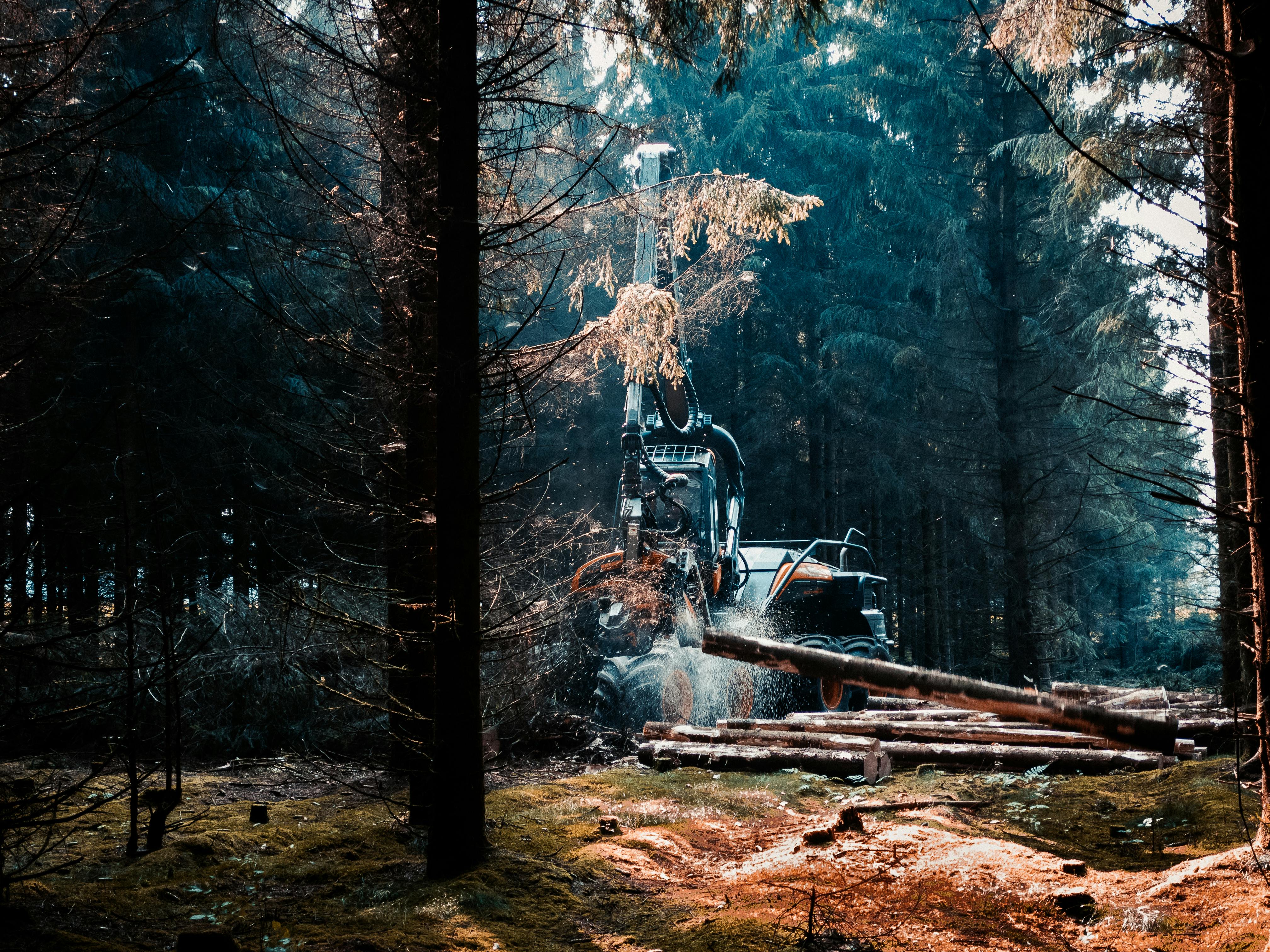 En skogsmaskin som lastar fällda stockar i en tät barrskog med morgonljus mellan träden.