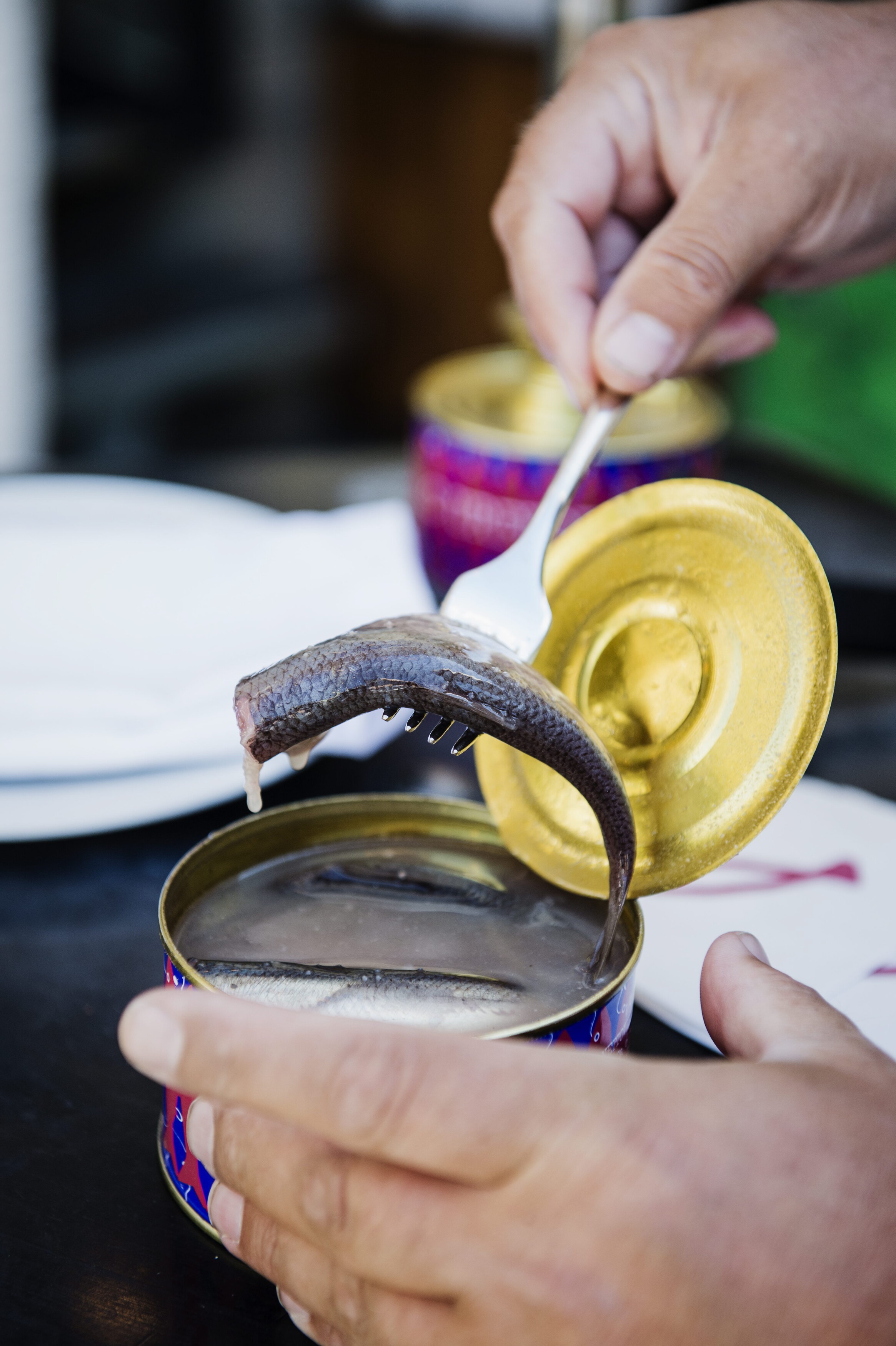 Surströmming wird aus einer geöffneten Konservendose gehoben.