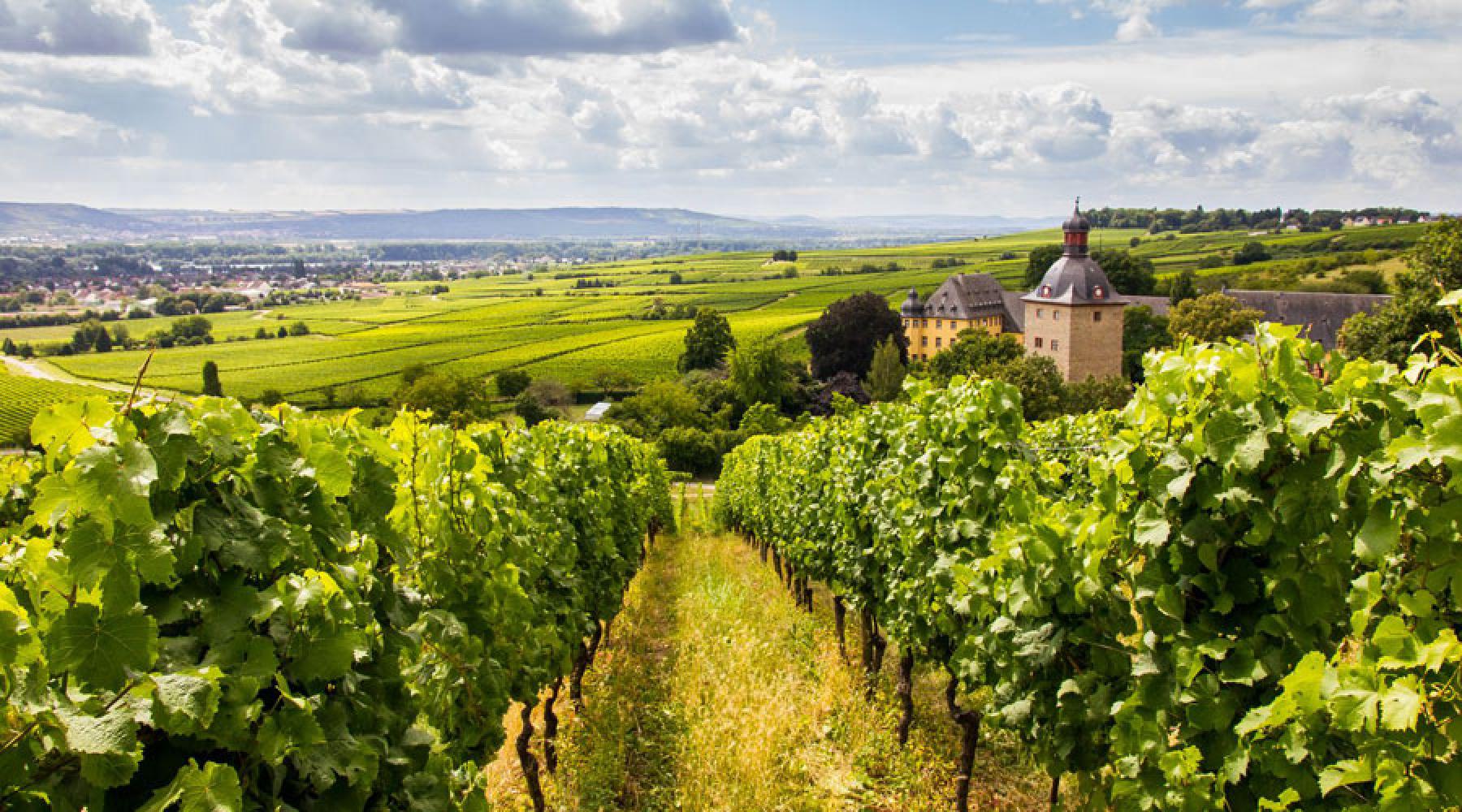 En blick ner från en vingård i tyska Rheingau: druvodlingar, ett gammalt slott och i bakgrunden byar och skog.