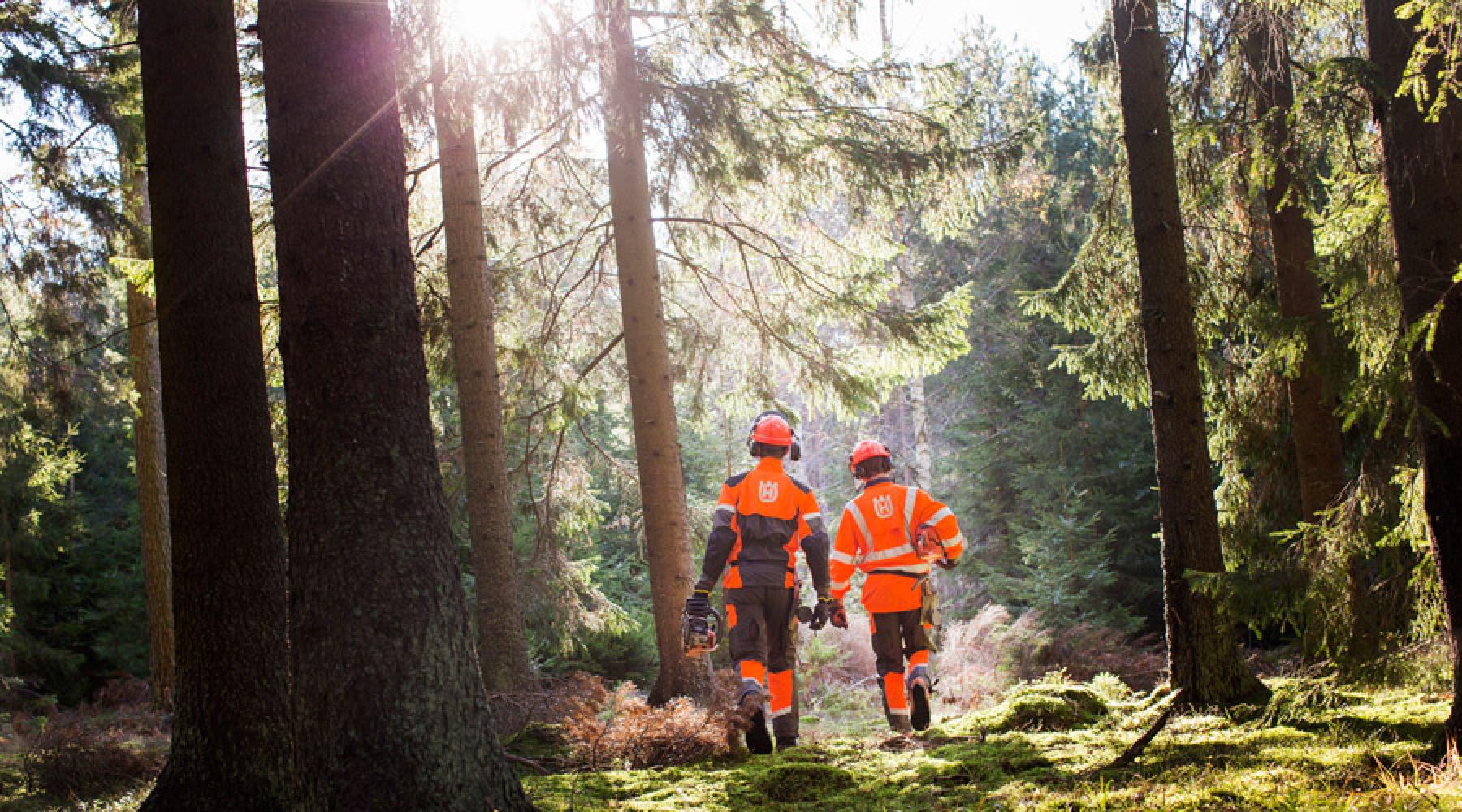 Zwei Forstarbeiter mit Motorsägen gehen durch einen Nadelwald.