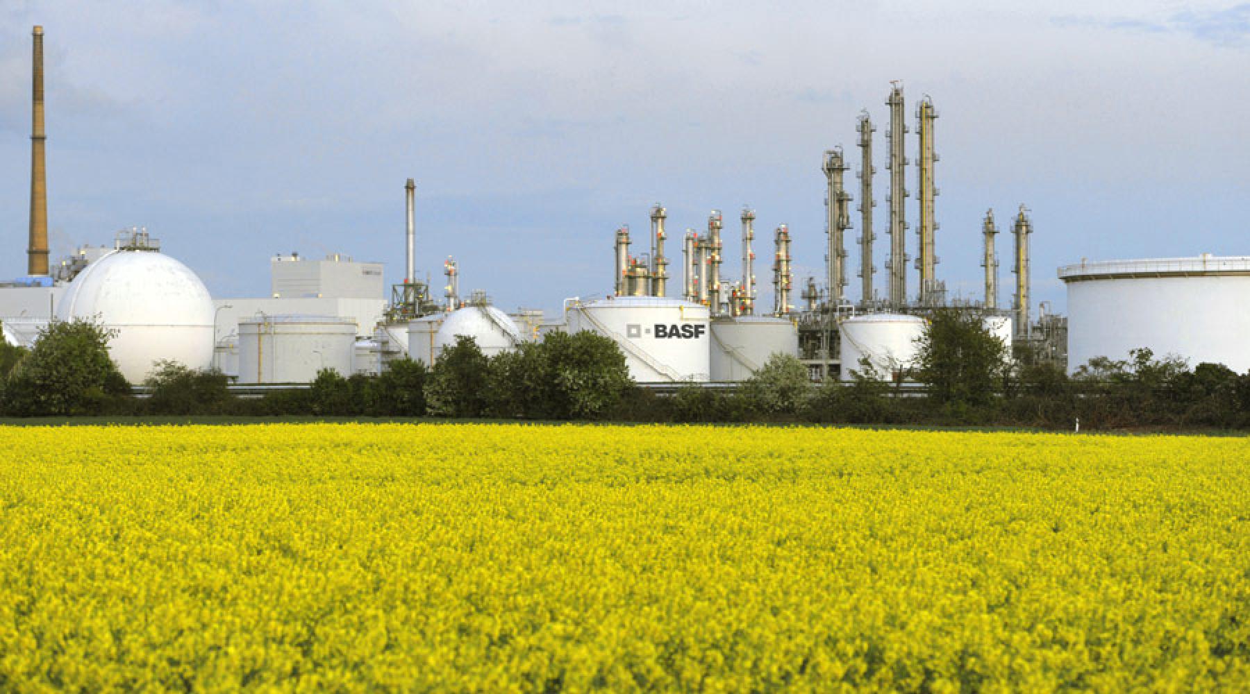 Ein Rapsfeld vor dem BASF Verbundstandort Friesenheimer Insel