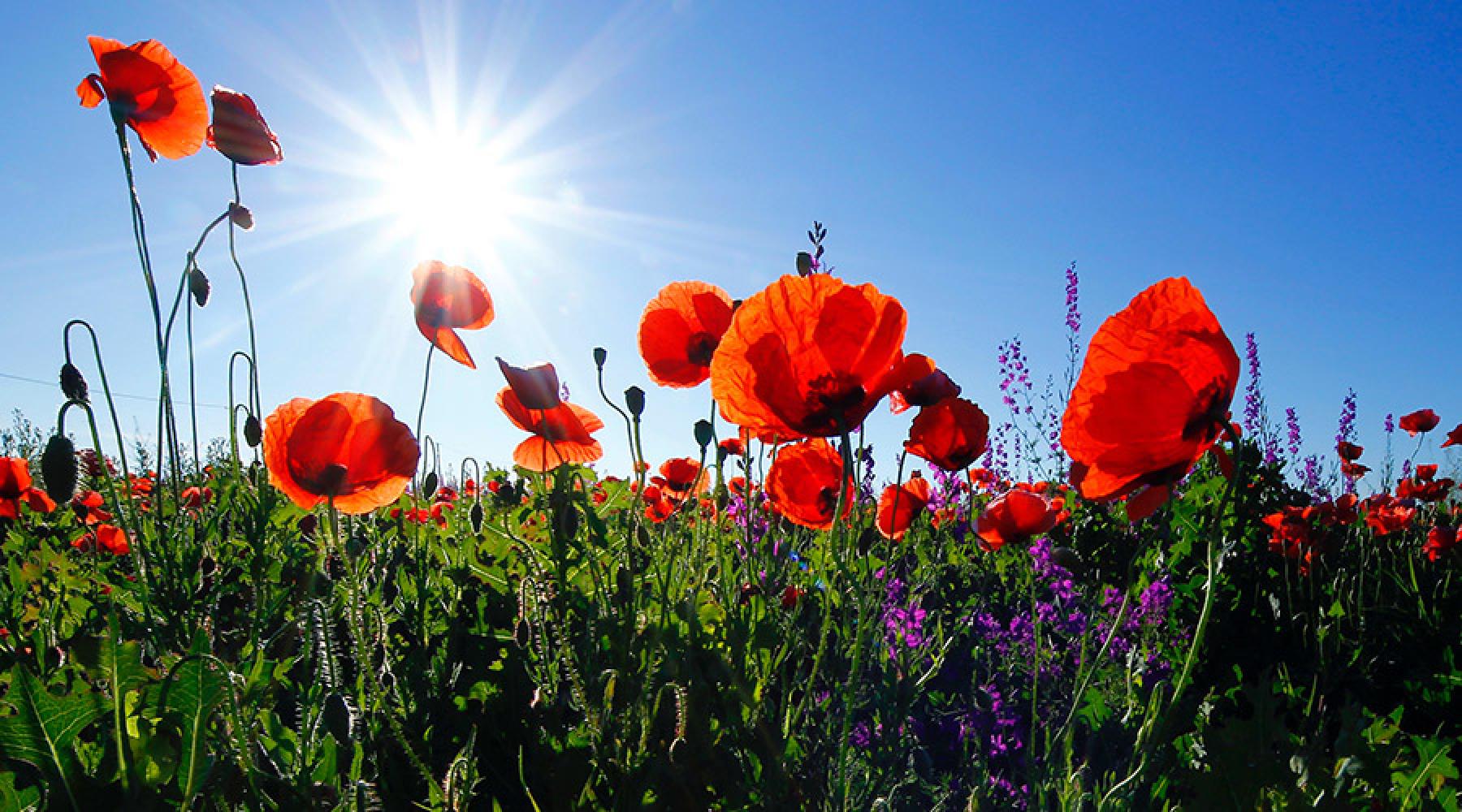 Wiese mit Mohnblumen
