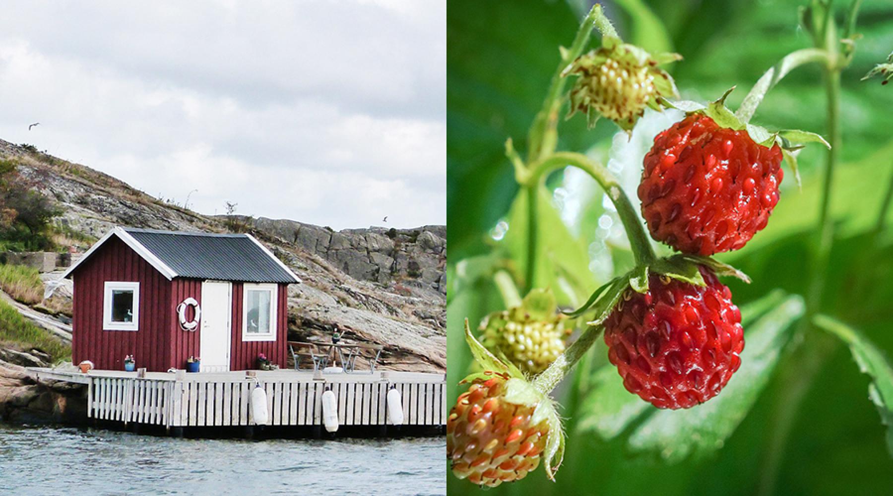 Ett collage bestående av två bilder: Ett litet rött båthus vid vattnet, smultron