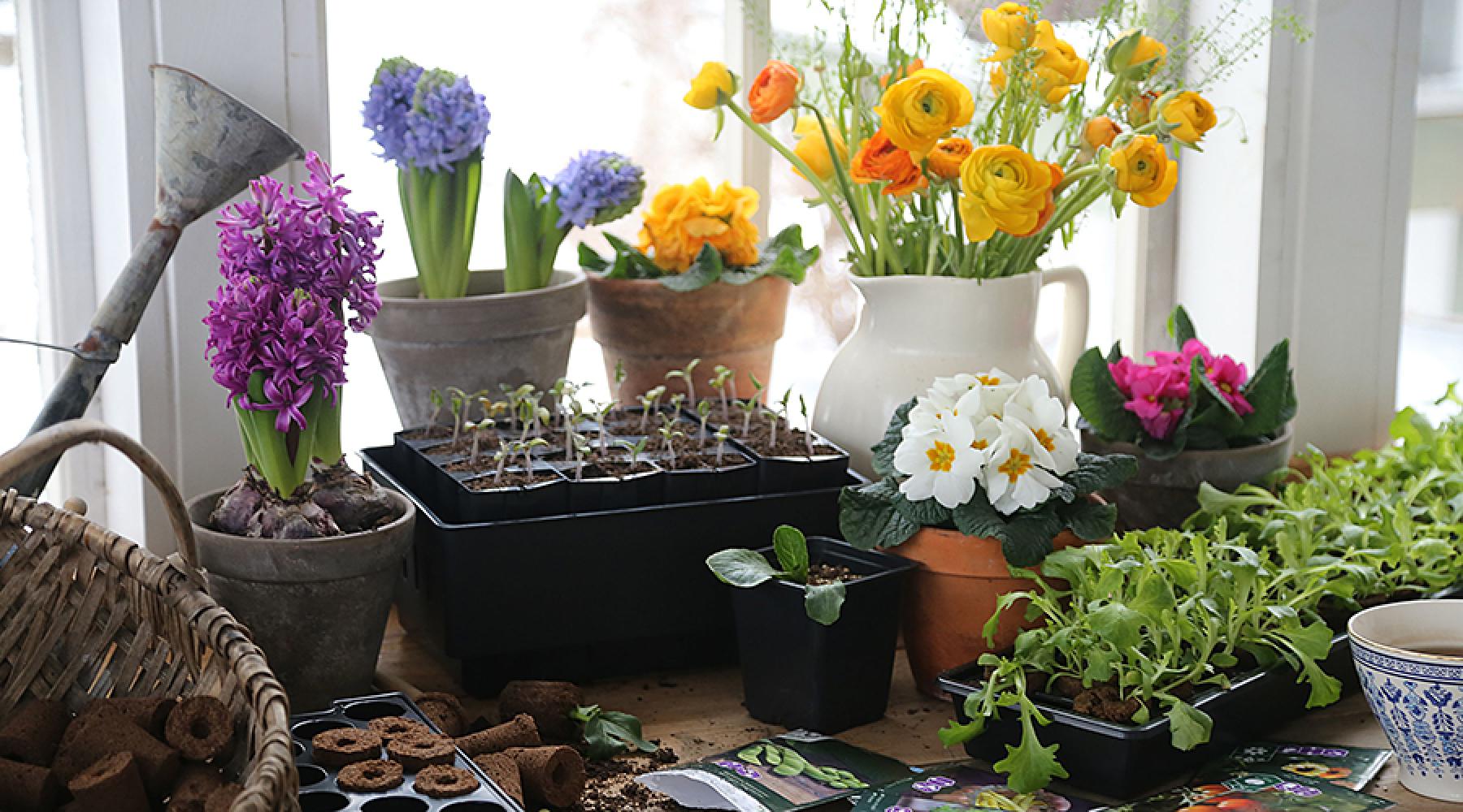 Blomsterbukett och frön för odling