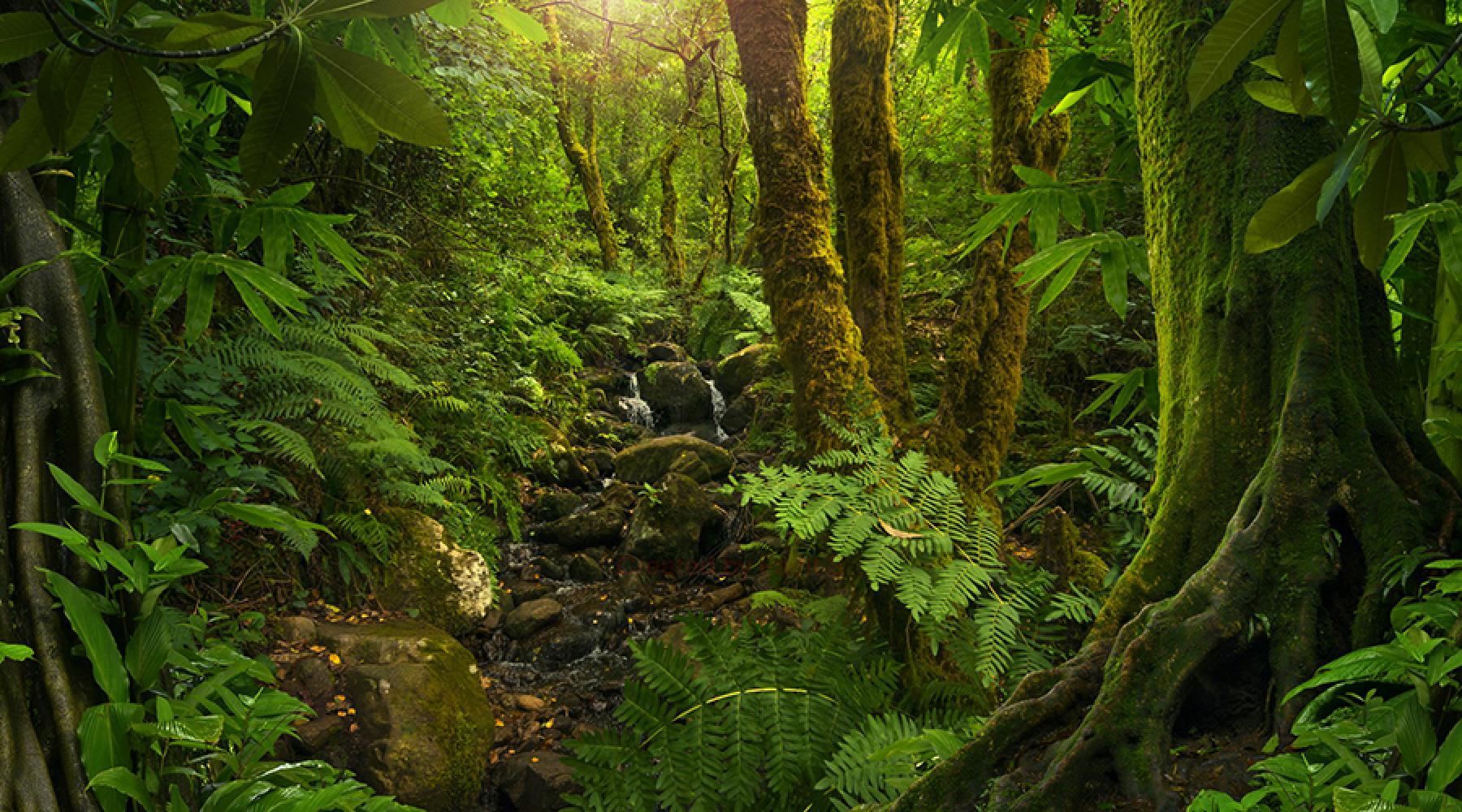 Bild: Junglemap Ein Bild von einer Dschungellandschaft