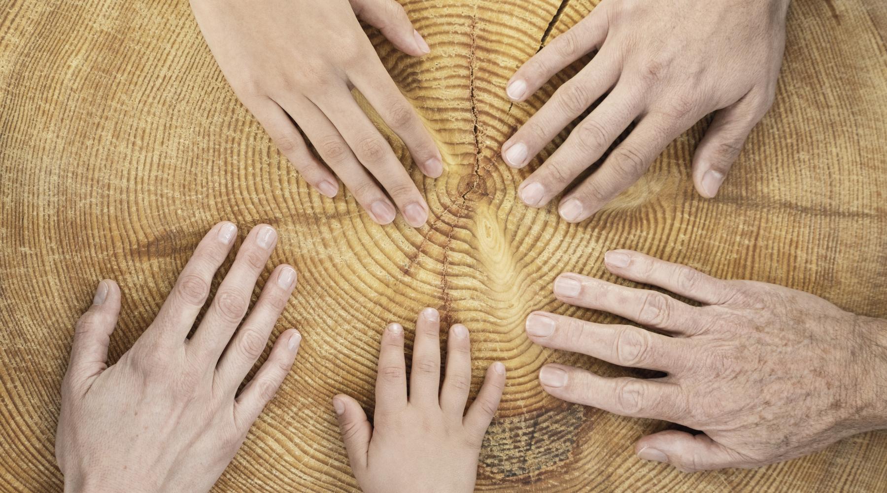 Human hands on a wood stump