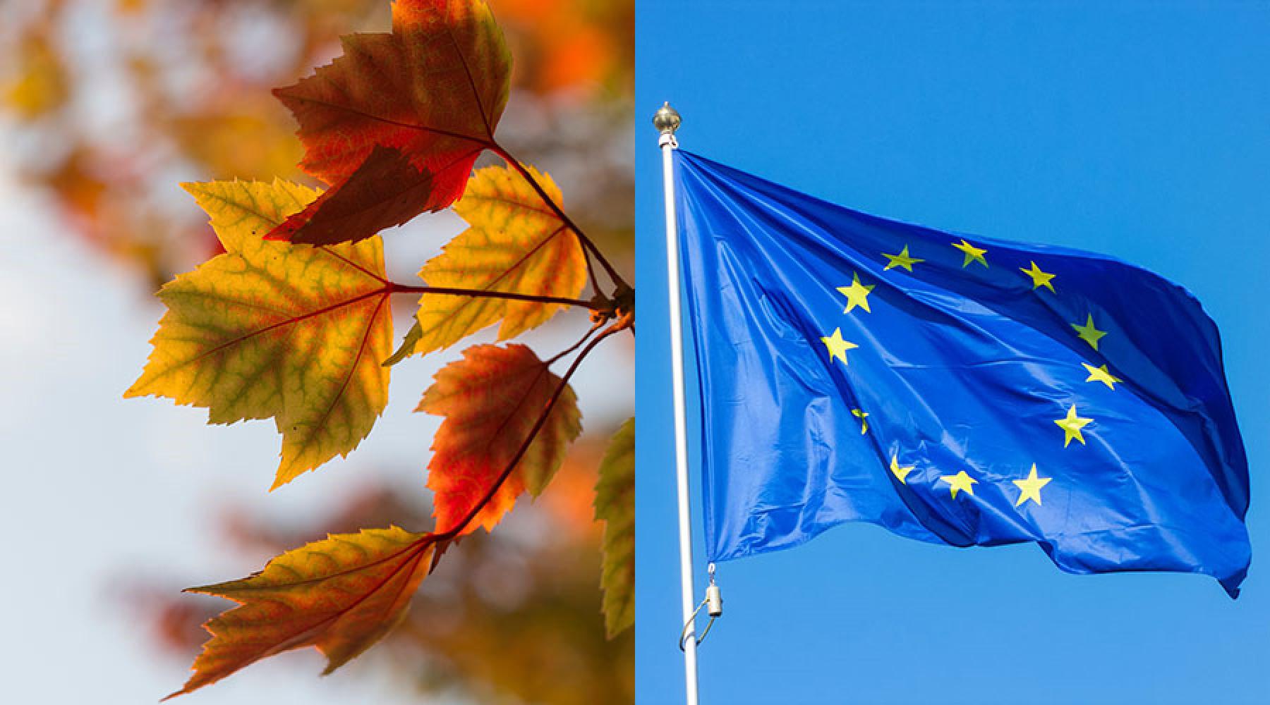EU-flaggan och höstlöv