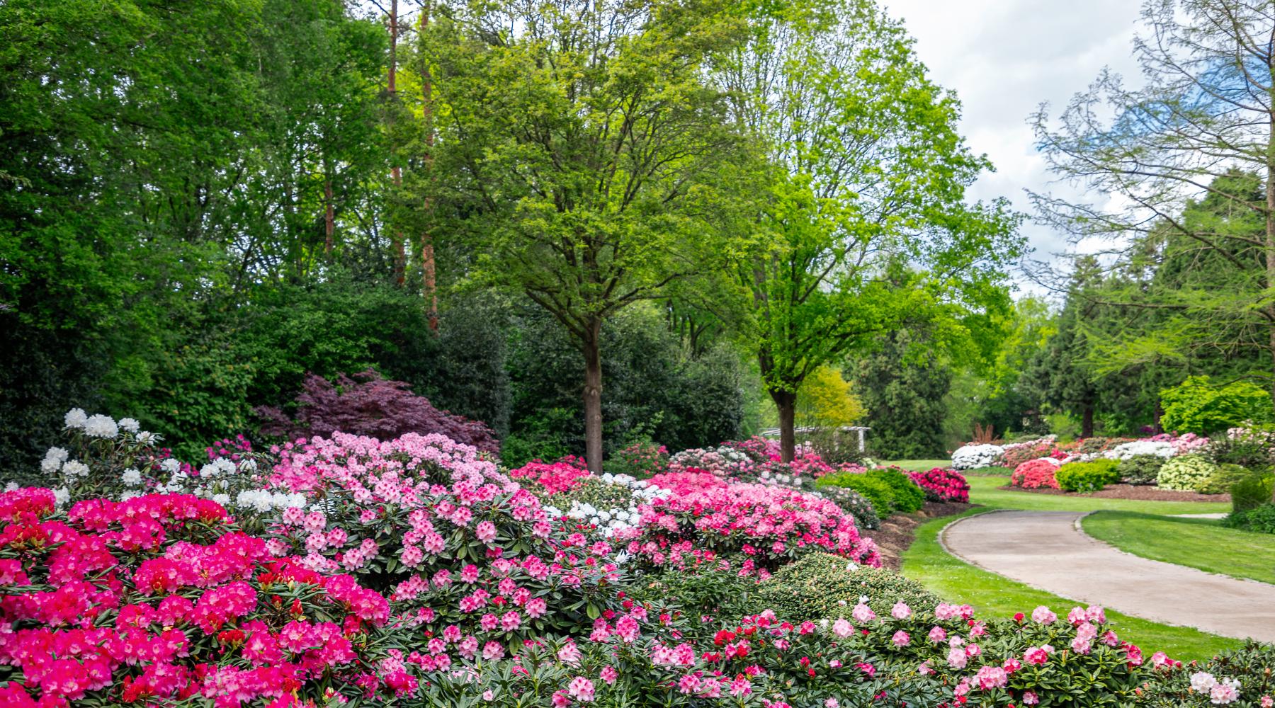 Der Rhododendron-Park in Bremen. Der Rhododendron-Park in Bremen.